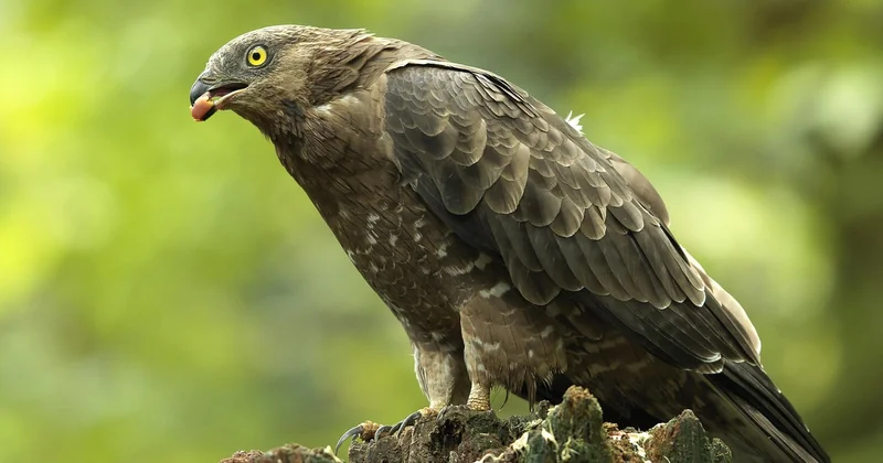 Gab es je größere Vögel als den Strauß?