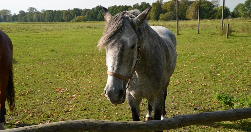 Teuerstes Pferd in Deutschland: andere Dimensionen