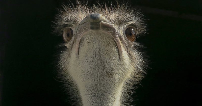 Der größte Vogel der Welt: Diese Giganten setzen neue Maßstäbe
