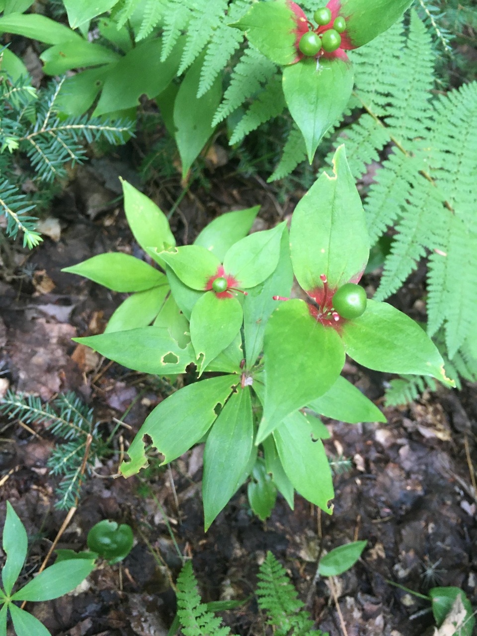sous-vide: entdecken sie die pr&auml;zise garmethode, die geschmack und frische ihrer speisen bewahrt. perfekt f&uuml;r hobbyk&ouml;che und profis.